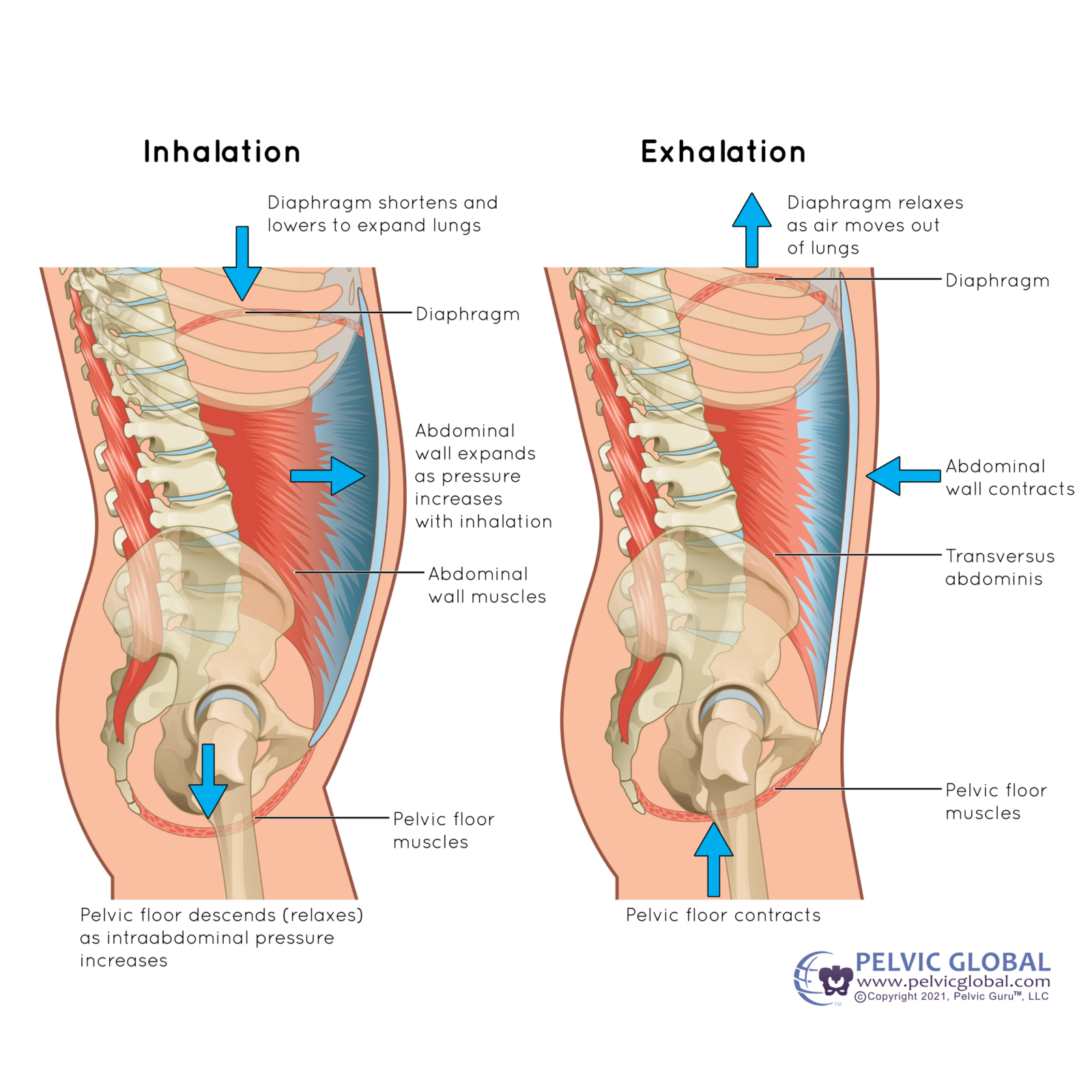 Wider Ribs After Kids: Everything You Need to Know About Rib Flare ...